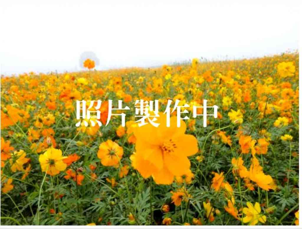 斗六市丁工合法廠房視意圖
