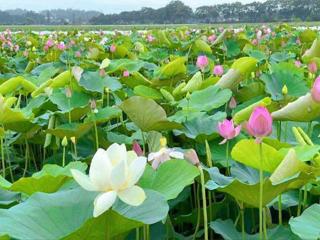 獨家★台南白河優質萬坪都計內農地★視意圖
